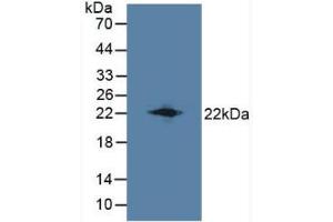 Western blot analysis of Mouse Testis Tissue. (LCN8 antibody  (AA 27-176))