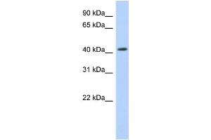 WB Suggested Anti-NR1H2 Antibody Titration:  0. (NR1H2 antibody  (Middle Region))