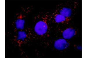 Proximity Ligation Analysis of protein-protein interactions between HSPB1 and F13A1. (HSP27 antibody  (AA 1-205))