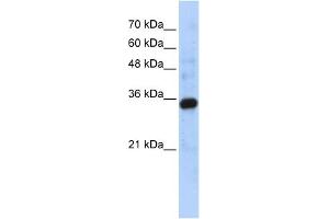 WB Suggested Anti-C1QTNF4 Antibody Titration: 0. (C1QTNF4 antibody  (Middle Region))