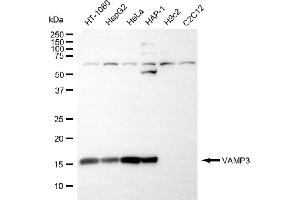 Western blotting analysis using VAMP3 antibody (ABIN7800831).