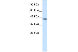 WB Suggested Anti-NUCB2 Antibody Titration: 1. (NUCB2 antibody  (Middle Region))