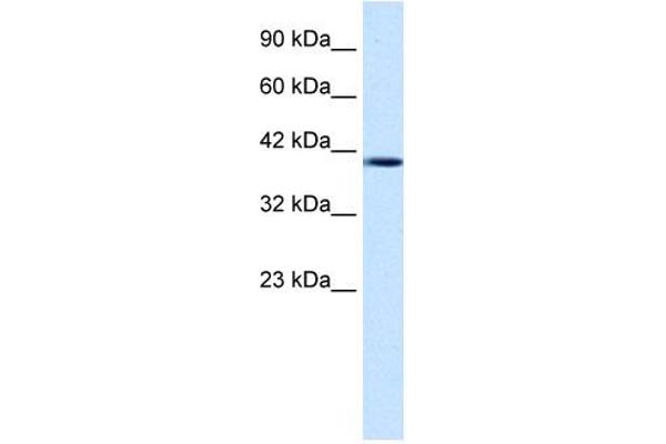NUCB2 antibody  (Middle Region)
