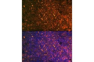 Immunofluorescence (IF) image for anti-CD38 (AA 46-300) antibody (ABIN6138177)