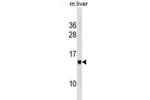 MS4A13 Antibody (N-term) (ABIN1881554 and ABIN2838650) western blot analysis in mouse liver tissue lysates (35 μg/lane). (MS4A13 antibody  (N-Term))