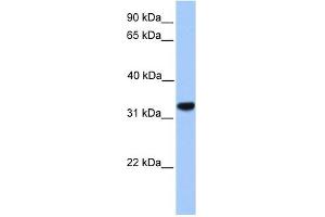 CACNG4 antibody used at 1 ug/ml to detect target protein. (CACNG4 antibody  (N-Term))