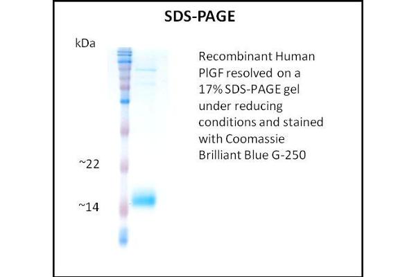 PLGF Protein