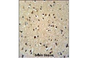 TSH2 Antibody (N-term) (ABIN651481 and ABIN2840262) immunohistochemistry analysis in formalin fixed and paraffin embedded human brain tissue followed by peroxidase conjugation of the secondary antibody and DAB staining. (THNSL2 antibody  (N-Term))
