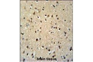 TSH2 Antibody (N-term) (ABIN651481 and ABIN2840262) immunohistochemistry analysis in formalin fixed and paraffin embedded human brain tissue followed by peroxidase conjugation of the secondary antibody and DAB staining.