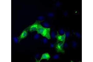 Anti-ERMAP mouse monoclonal antibody (ABIN2453014) immunofluorescent staining of COS7 cells transiently transfected by pCMV6-ENTRY ERMAP (RC215022). (ERMAP antibody)