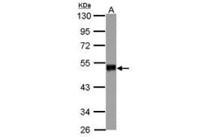 Image no. 2 for anti-Smad Nuclear Interacting Protein 1 (SNIP1) (AA 41-363) antibody (ABIN1501920) (SNIP1 antibody  (AA 41-363))