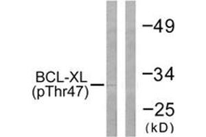 Western blot analysis of extracts from 293 cells treated with UV 30', using BCL-XL (Phospho-Thr47) Antibody. (BCL2L1 antibody  (pThr47))