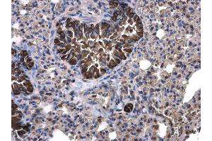 IHC-P Image Calpain 1 antibody [N3C2], Internal detects Calpain 1 protein at cytoplasm on mouse lung by immunohistochemical analysis. (CAPN1 antibody)