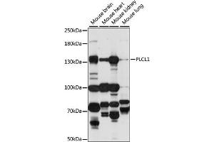Western blot analysis of extracts of various cell lines, using PLCL1 antibody (ABIN7269343) at 1:1000 dilution. (PLCL1 antibody  (AA 110-350))