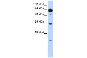 WB Suggested Anti-VARS Antibody Titration:  0.