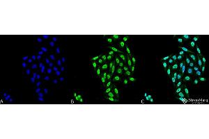 Immunocytochemistry/Immunofluorescence analysis using Mouse Anti-PP5 Monoclonal Antibody, Clone 12F7 . (PP5 antibody  (Atto 488))