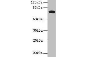 Western blot All lanes: FAM234B antibody at 6 μg/mL + Human placenta tissue Secondary Goat polyclonal to rabbit IgG at 1/10000 dilution Predicted band size: 68 kDa Observed band size: 68 kDa (FAM234B antibody  (AA 401-622))