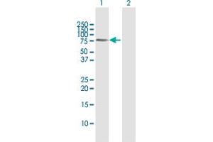 Western Blot analysis of TRAF3IP2 expression in transfected 293T cell line by TRAF3IP2 MaxPab polyclonal antibody. (TRAF3IP2 antibody  (AA 1-565))