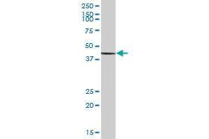 ILF2 MaxPab polyclonal antibody. (ILF2 antibody  (AA 1-390))