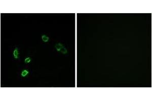 Immunofluorescence (IF) image for anti-Olfactory Receptor, Family 5, Subfamily H, Member 1 (OR5H1) (AA 241-290) antibody (ABIN2890948)