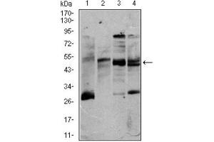 Western Blotting (WB) image for anti-CD5 (CD5) (AA 27-233) antibody (ABIN1845336) (CD5 antibody  (AA 27-233))