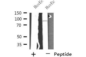 Western blot analysis of extracts from HuvEc cells, using SH3RF3 antibody. (SH3RF3 antibody  (C-Term))