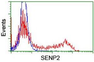 Image no. 2 for anti-SUMO1/sentrin/SMT3 Specific Peptidase 2 (SENP2) (AA 139-523) antibody (ABIN1490930) (SENP2 antibody  (AA 139-523))