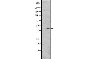 Western blot analysis of GPR45 expression in RPMI-8226 whole cell lysate ;,The lane on the left is treated with the antigen-specific peptide. (GPR45 antibody  (Internal Region))