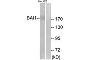 Western blot analysis of extracts from HepG2 cells, using BAI1 Antibody. (BAI1 antibody  (AA 691-740))