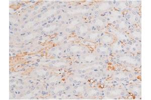 ABIN6267364 at 1/200 staining Rat kidney tissue sections by IHC-P. (KIT antibody  (pTyr703))