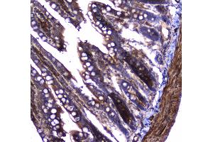 Immunohistochemistry (IHC) image for anti-Dynamin 1 (DNM1) (AA 616-667) antibody (ABIN5692848)
