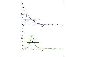 Flow cytometric analysis of NCI- cells using ABCC1 Antibody (C-term)(bottom histogram) compared to a negative control cell (top histogram). (ABCC1 antibody  (C-Term))