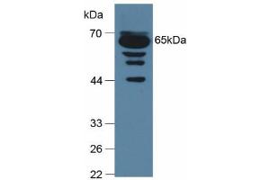 Figure. (C9 antibody  (AA 136-512))
