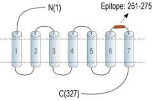 anti-G Protein-Coupled Receptor 55 (GPR55) (3rd Extracellular Loop), (AA 261-275) antibody