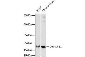 Western blot analysis of extracts of various cell lines, using DYNLRB1 antibody.