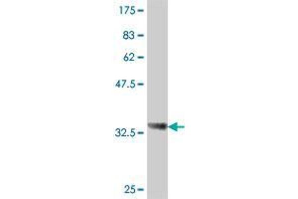 PCDHGB5 antibody  (AA 283-373)