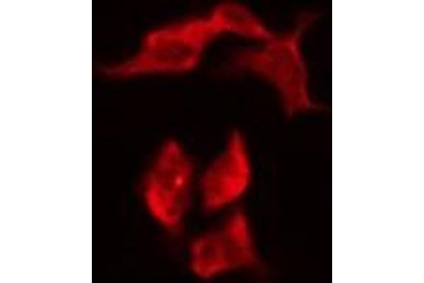 OR8G1 antibody  (C-Term)