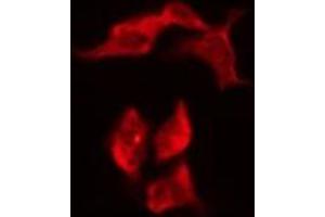 ABIN6276188 staining HeLa by IF/ICC. (OR8G1 antibody  (C-Term))