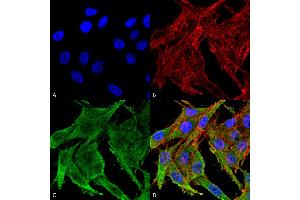 Immunocytochemistry/Immunofluorescence analysis using Rabbit Anti-Kir4. (KCNJ10 antibody  (Atto 488))