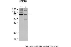 Sample Type: 1. (Hsc70 antibody  (N-Term))