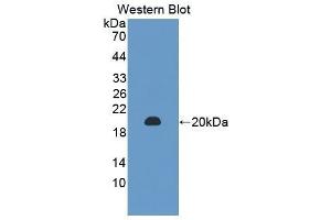 Western Blotting (WB) image for anti-Peptidoglycan Recognition Protein 1 (PGLYRP1) (AA 19-182) antibody (ABIN3204213) (PGLYRP1 antibody  (AA 19-182))