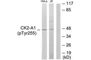 Western blot analysis of extracts from HeLa cells and Jurkat cells, using Casein Kinase II alpha (Phospho-Tyr255) Antibody. (CSNK2A1/CK II alpha antibody  (pTyr255))
