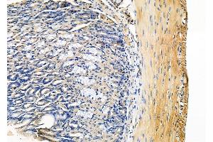 ABIN6263463 and ABIN6278323 at 1/100 staining Mouse stomach tissue by IHC-P.