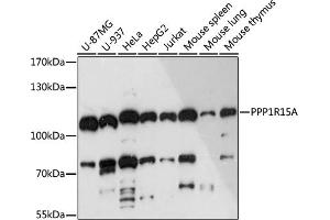 Western blot analysis of extracts of various cell lines, using PPP1R15A antibody (ABIN7269676) at 1:3000 dilution. (GADD34 antibody  (AA 375-674))