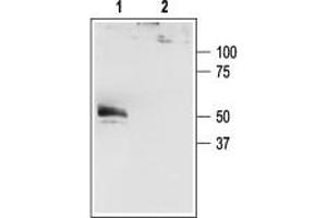 Western blot analysis of HEK-293-KCNK4 transfected cells: - 1. (KCNK4 antibody  (C-Term, Intracellular))