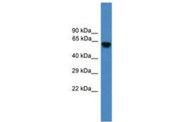 USP17L2 antibody  (AA 371-420)