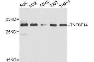 Western blot analysis of extracts of various cell lines, using TNFSF14 antibody (ABIN4905452) at 1:1000 dilution.