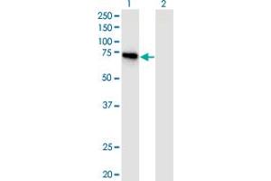 Western Blot analysis of APPL2 expression in transfected 293T cell line by APPL2 monoclonal antibody (M06), clone 1C10.