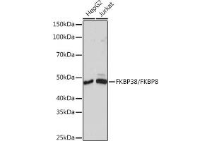 Western blot analysis of extracts of various cell lines, using FKBP38/FKBP8 Rabbit mAb (ABIN7267214) at 1:1000 dilution. (FKBP8 antibody)