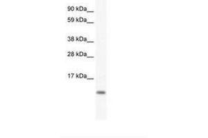 Image no. 1 for anti-FXYD Domain Containing Ion Transport Regulator 5 (FXYD5) (AA 54-103) antibody (ABIN307427)
